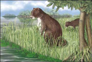 Απολίθωμα ινδικού χοιριδίου σε μέγεθος… αγελάδας παρουσιάζεται στο Science