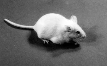 Ερευνητής κηρύσσει διαγωνισμό για ποντίκια-Μαθουσάλες
