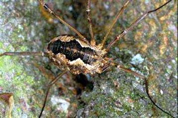 Το αρχαιότερο απολιθωμένο γεννητικό όργανο εξάπτει το ενδιαφέρον