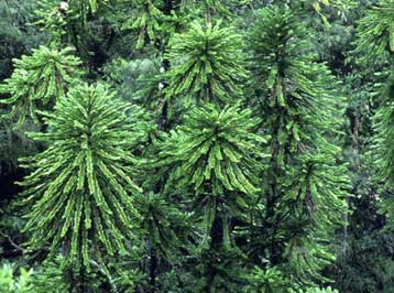 Προϊστορικό φυτό επανεμφανίζεται στα… ανθοπωλεία