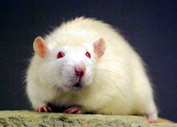 Γάλλοι ερευνητές περήφανοι για τους πρώτους κλώνους αρουραίου