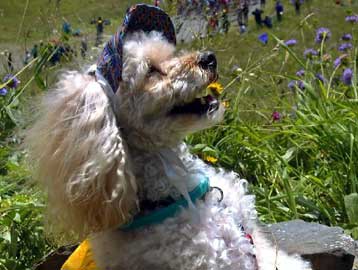 Προσχέδιο του γονιδιώματος του σκύλου δημοσιεύεται στις ΗΠΑ