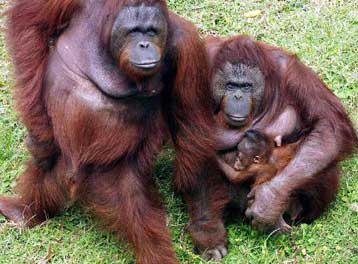 Οι ουραγκοτάγκοι «ίσως εξαφανιστούν εντός 20 ετών»