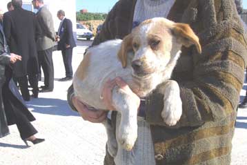 Την «εξαφάνιση» χιλιάδων αδέσποτων ζώων καταγγέλλουν οι φιλοζωικές οργανώσεις