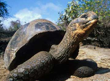 Προϊστορική έκρηξη στα Γκαλάπαγκος «αποτυπώθηκε» στο DNA χελωνών