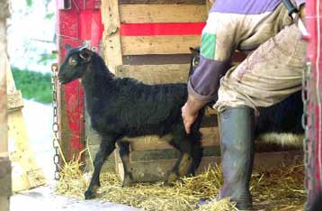 Λύθηκε η απεργία των κτηνιάτρων της Λάρισας