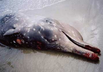 Τα στρατιωτικά σόναρ ίσως προκαλούν στις φάλαινες τη νόσο των δυτών