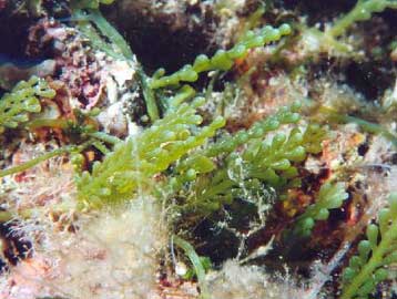 Το ένα έβδομο των θαλάσσιων λιβαδιών έχει καταστραφεί την τελευταία δεκαετία