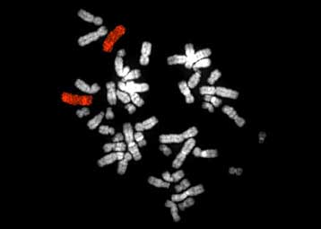 Ολοκληρώθηκε η ανάλυση του χρωμοσώματος που ελέγχει το ανοσοποιητικό σύστημα