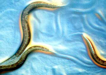 Γενετιστές δημιουργούν πειραματόζωα που ζουν έξι φορές περισσότερο