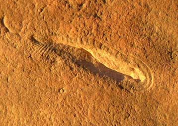 Αυστραλός κτηνοτρόφος ανακαλύπτει το αρχαιότερο απολίθωμα σπονδυλόζωου