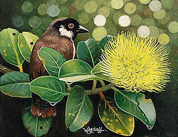 Ορνιθολόγοι προσπαθούν να διασώσουν τα τελευταία πουλιά σπάνιου είδους