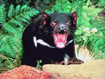 Μυστηριώδης ασθένεια αποδεκατίζει τους διαβόλους της Τασμανίας