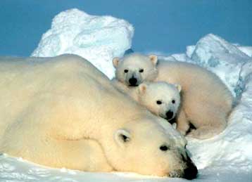 Η παράταση του καλοκαιριού απειλεί την Αρκτική και την πολική αρκούδα