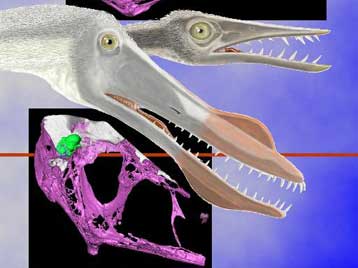 Οι πτερόσαυροι ίσως πετούσαν καλύτερα και από πουλιά