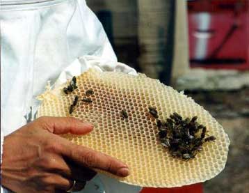 Ελέγχους στο μέλι της αγοράς ξεκινά ο ΕΦΕΤ μετά τις αναφορές για πιθανή μόλυνση