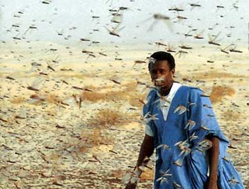 Επιδρομή ακρίδων προκαλεί μαζικές αλλεργικές κρίσεις στο Σουδάν