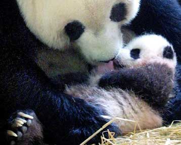 Ρεκόρ γεννήσεων φέτος για τα γιγάντια πάντα που ζουν σε αιχμαλωσία