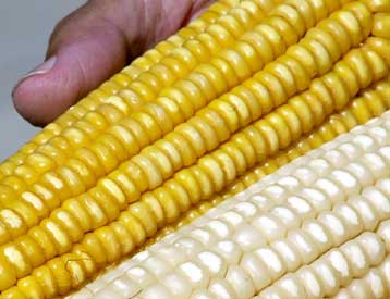 Το Δεκέμβριο αποφασίζει η EE για την άρση του μορατόριουμ στα γενετικά τροποποιημένα