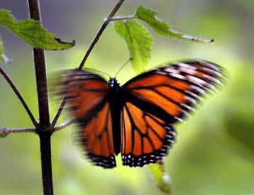 Η κλιματική αλλαγή στην κεντρική Αμερική απειλεί την πεταλούδα μονάρχη