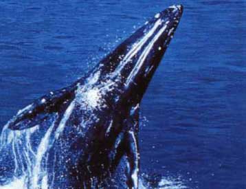 Η Κόκκινη Λίστα προειδοποιεί για τα απειλούμενα είδη