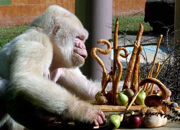 Πέθανε στο ζωολογικό κήπο της Βαρκελώνης ο μοναδικός λευκός γορίλας στον κόσμο