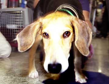 Από τον Ιούλιο του 2004 αποκτούν διαβατήριο τα κατοικίδια στην ΕΕ