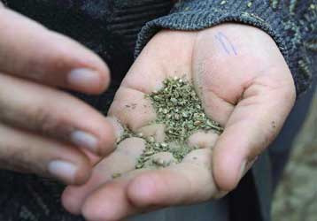 Από τα 12 η πρώτη σχέση των παιδιών με τα ναρκωτικά