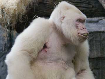 Οι πολίτες της Βαρκελώνης επιθυμούν να τιμήσουν τη μνήμη του τελευταίου λευκού γορίλα