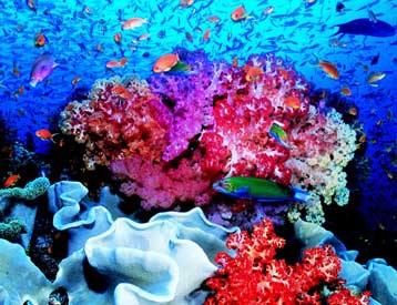 Νέες «πράσινες ζώνες» για την προστασία του Μεγάλου Κοραλλιογενούς Φράγματος