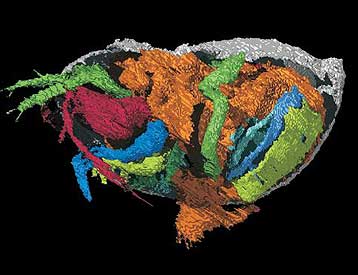 Το αρχαιότερο απολιθωμένο πέος παρουσιάζεται στο Science