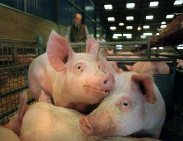 Νέες ελπίδες για τη μεταμόσχευση οργάνων ζώων στον άνθρωπο