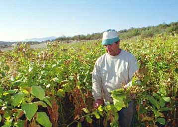 Απλοποιείται το καθεστώς των γεωργικών ενισχύσεων στην ΕΕ