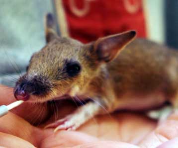 Το αρχαιότερο απολίθωμα μαρσιποφόρου ανακαλύπτεται στην Κίνα