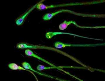 Σπέρμα από εμβρυικά κύτταρα γονιμοποιεί ωάριο