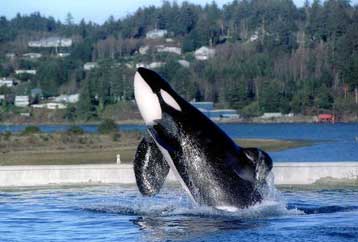 Πέθανε από πνευμονία η διασημότερη φάλαινα στον κόσμο, ο Κέικο του «Free Willy»