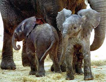 To λαθρεμπόριο ελεφαντοστού ανθεί στην κεντρική και δυτική Αφρική