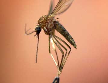 Υποψήφιο εμβόλιο κατά της ελονοσίας θα δοκιμαστεί σε ανθρώπους