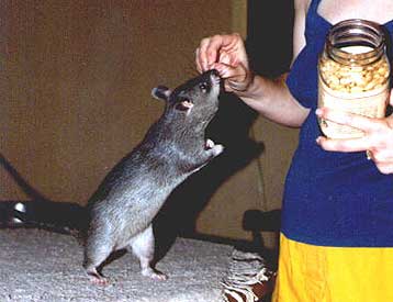 Αρουραίοι μαθαίνουν να μυρίζονται τη φυματίωση