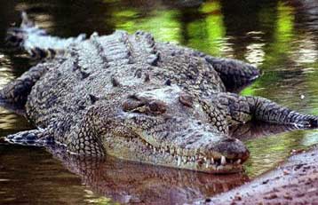 «Παγωμένη» η Αυστραλία από τον τραγικό θάνατο νεαρού άνδρα στα σαγόνια κροκόδειλου