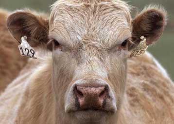 Αναστάτωση στις ΗΠΑ από το πρώτο ύποπτο κρούσμα της νόσου των «τρελών αγελάδων»