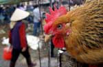 Ανεστάλησαν οι εξαγωγές πουλερικών από την Ταϊλάνδη λόγω της γρίπης των πτηνών