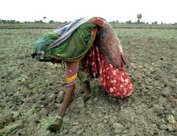 Εξαετές πλάνο για την ανάπτυξη γενετικά τροποποιημένων καρπών παρουσίασε η Ινδία