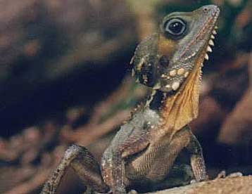 Η κλιματική αλλαγή απειλεί με εξαφάνιση «εκατομμύρια είδη»