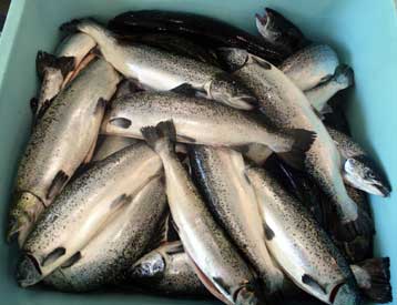 Διοξίνες και άλλα καρκινογόνα εντοπίζονται σε σολoμούς ιχθυοτροφείου