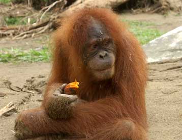 Σε 20 χρόνια οι ουραγκοτάγκοι ίσως θα έχουν εξαφανιστεί, προειδοποιεί η WWF