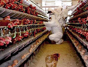 Τρεις θάνατοι στο Βιετνάμ και αναστάτωση σε όλη την Ασία από τη γρίπη των πουλερικών