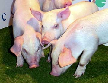 Ερευνητές δημιουργούν γενετικό υβρίδιο χοίρου – ανθρώπου