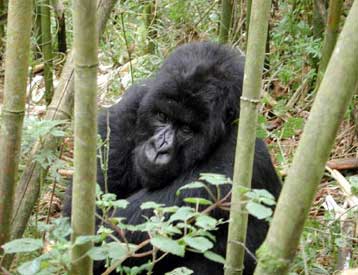 Αυξάνονται οι ορεσίβιοι γορίλες της κεντρικής Αφρικής, δείχνει νέα απογραφή