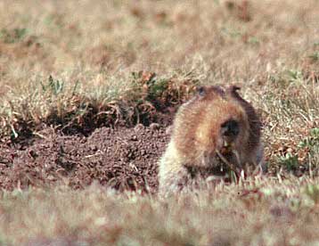 O τυφλοπόντικας προσανατολίζεται με βάση το γήινο μαγνητικό πεδίο